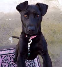 Pin On Labradane Pitt Mix