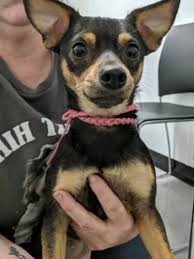 We did not find results for: Rat Terrier Dachshund Mix Petfinder