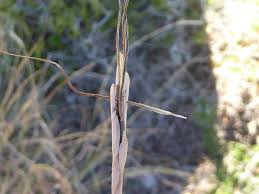 Image result for Heteropogon