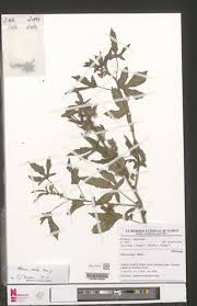 Image result for Hibiscus sidiformis