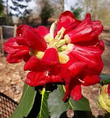 Image result for Rourea thomsonii