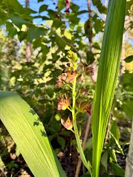 Image result for Eulophia alta