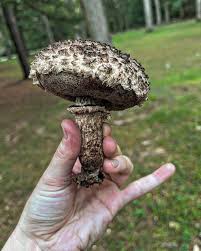 Image result for Strobilomyces strobilaceus