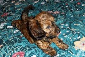 We always strive to make it a great experience! Akc Silky Wire Hair Dachshund Puppies For Sale In Clarendon Pennsylvania Classified Americanlisted Com