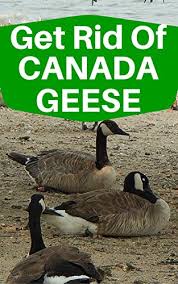 Every time you see them in your yard, take the bottle and throw it toward them. Amazon Com Get Rid Of Canadian Geese Ebook Books Shuffle Kindle Store