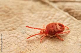 Image result for Trombicula autumnalis