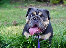 Get advice from breed experts and make a safe choice. Home