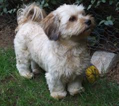 However, the lhasa has a temperament and carriage all its own. Dachsi Apso Dog Breed Information And Pictures