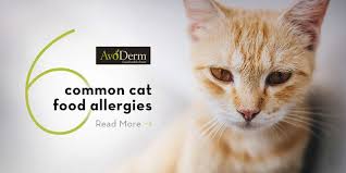 With The Help Of Your Vet And Some Trial And Error The Solution For Cat Food Allergies Is Out There Check Out Avoderm Cat Food Allergy Cat Food Cat Allergies
