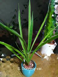 Image result for Sansevieria dooneri