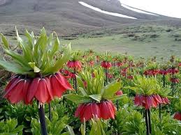 What plants can be grown upside down besides tomatoes & cucumbers?. Upside Down Tulip Planting Flowers Indoor Flowering Plants Plants