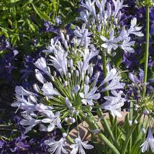 Image result for Agapanthus praecox