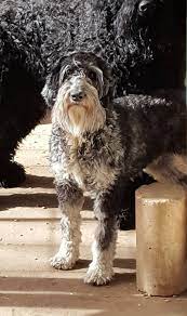 Her crate!!!.where she.is put to be kept safe while her family is away. This Is Ellie A Rare Phantom Colorado Giant Schnoodles Facebook