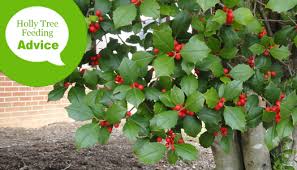 Nourish your holly bushes with holly tone fertilizer: A complete guide