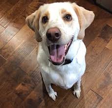 Thank you for opening your heart to a pet rescued by your local, independent spca monterey county! Adopt A Pet Petsmart Charities