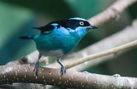 Sign in to see your badges. Jul 2019 Tropical Bird House Black Faced Dacnis Zoochat