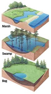Wetlands Dictionary Kids Discover A Bayou Is A Slow Marshy Stream That Flows Into Or Out Of A Science And Nature Physical Geography Earth Science Lessons