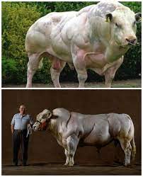 Belgian blue sires for reference. Best 30 Belgian Blue Fun On 9gag
