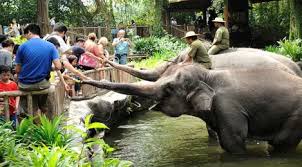 Bukan hanya berkenalan dengan aneka satwa langka yang. Kebun Binatang Di Indonesia Bikin Hewan Menderita Lifestyle Fimela Com