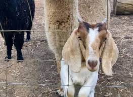 Check spelling or type a new query. Country Life Farm Kids Birthday Parties