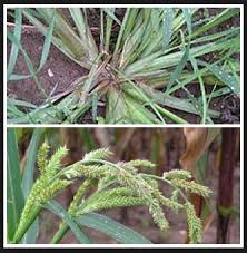 | find, read and cite all the research you need rumput laut merupakan bahan baku dari berbagai jenis produk olahan yang bernilai ekonomi tinggi. Herbisida Untuk Menumpas Gulma Berdaun Sempit Dan Lebar Kliktani Com