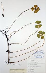 Image result for Marsilea nubica