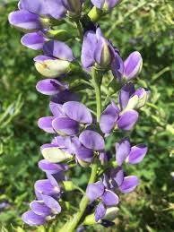 Image result for Baphia speciosa