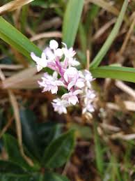 Image result for Cynorkis