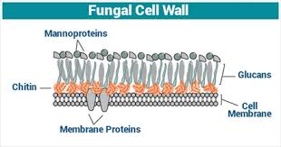 Cell wall is present in the plant cell, bacteria, fungi and algae. Fungal Cell Wall Cell Wall Function Fungi Structure And Growth
