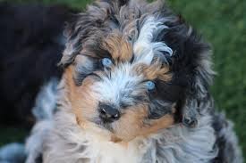 Check spelling or type a new query. Find Out About Aussie Doodle Bernedoodle Australian Mountain Doodle