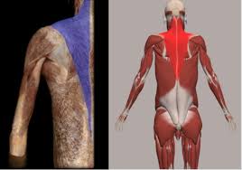 Learn about muscle names with free interactive flashcards. Lab 3 Trunk Muscles Flashcards Quizlet