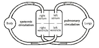 Double Circulation Biology Aqa Teaching