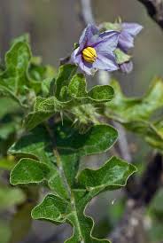 Image result for Solanum linneanum