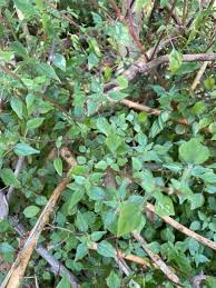 Image result for Parietaria debilis