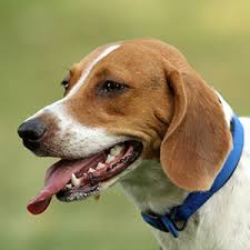 Image result for Harrier dog