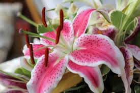 Because pollen is a dust, jim how to get smell out of clothes. The Foolproof Trick For Removing Pollen Stains Appleyard London