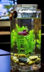 Model Aquarium Ikan Hias Yang Simple Sederhana Unik Dan Minimalis Terbaru Kehidupan Rumah Mungil Aquarium Ikan Palet Kayu