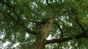 Image result for Quercus suber