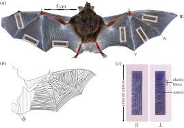 But their wings will not work the same way as a bird or a bat whose wings are. A Wrinkle In Flight The Role Of Elastin Fibres In The Mechanical Behaviour Of Bat Wing Membranes Journal Of The Royal Society Interface