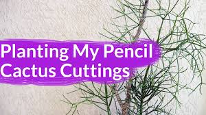 This is how the cuttings look 8 days after they were planted. Planting My Pencil Cactus Cuttings Joy Us Garden Youtube