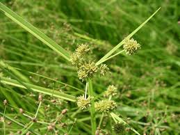 Image result for Cyperus dichrostachyus
