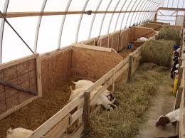 Image Result For Caterpillar Tunnels Livestock Shelter Goat Shelter Goat Barn