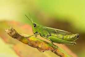 Grashupfer Foto Bild Tiere Wildlife Insekten Bilder Auf Fotocommunity