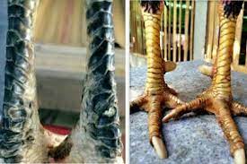 Maybe you would like to learn more about one of these? All Posts Hoby Orang Sunda