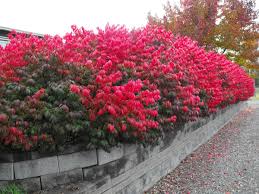 When buying a burning bush, pay attention to size. Burning Bush Pruning Care And Planting Tips Plantingtree