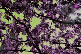 Alberi con fiore in inverno. Stampe Artistiche Quadri E Poster Con Alberi Riflessi Fiore Viola Fiori E Piante Hotel Natura Paesaggi Tronco Albero Di Fiori