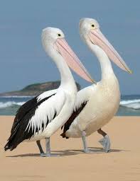 Avustralya Pelikani Bilbungra Australian Birds Pet Birds Sea Birds