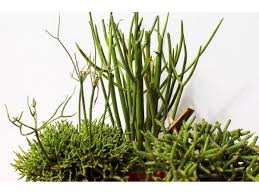 We recommend laying the cuttings out in a bright location (out of easter cactus grow best in light shade. Rhipsalis Rhipsalis Ripsalis Care Description Of Species Growing Ripsalis