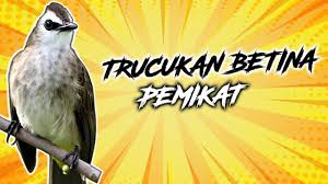 Scopri ricette, idee per la casa, consigli di stile e altre idee da provare. Suara Pikat Burung Mandar Jantan Dan Betina Durasi Sedang Dankeras By Hobi Mancing Dan Berburu