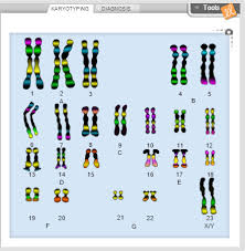 ● make sure the steps tab is selected. Karyotypes For Gizmo